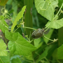 Chinavia erythrocnemis