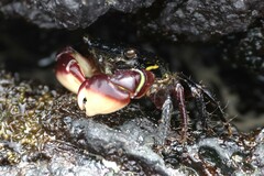 Pachygrapsus socius