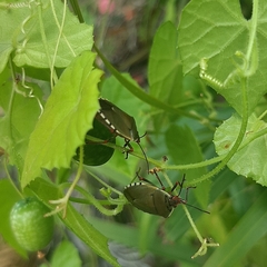 Chinavia erythrocnemis