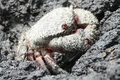 Eriphides hispida