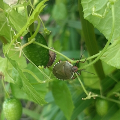 Chinavia erythrocnemis