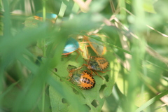 Edessa rufomarginata