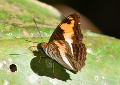 Adelpha capucinus capucinus