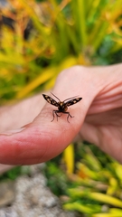 Amata huebneri
