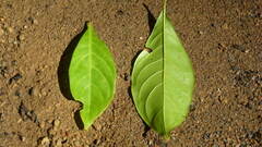 Terminalia oblonga