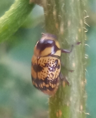 Cryptocephalus irroratus