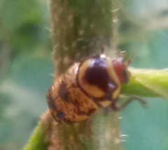 Cryptocephalus irroratus