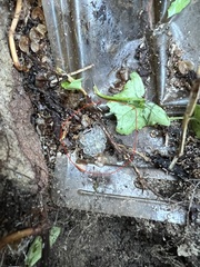 Myxarium nucleatum