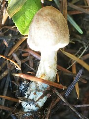 Lepiota magnispora