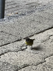 Chlorospingus flavopectus