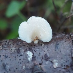 Panellus mitis