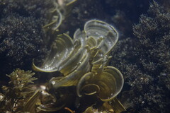 Padina fraseri