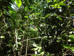 Cananga odorata