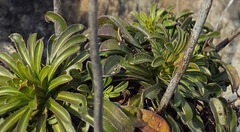 Alyssoides utriculata