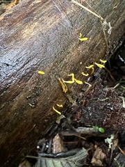 Calocera cornea