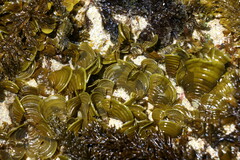 Padina fraseri