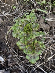 Sanicula arctopoides