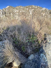 Sanicula arctopoides