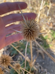 Dipsacus sativus