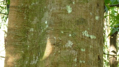 Tachigali panamensis