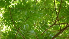 Tachigali panamensis