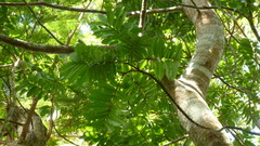 Tachigali panamensis