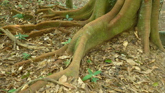 Tachigali panamensis