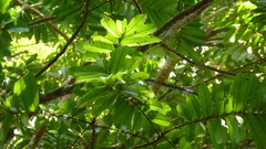 Tachigali panamensis