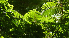 Tachigali panamensis