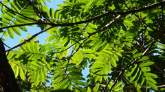 Tachigali panamensis