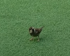 Passer hispaniolensis