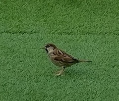 Passer hispaniolensis