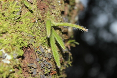 Rhipsalis baccifera