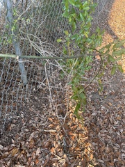 Smilax smallii
