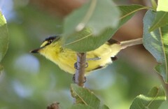 Todirostrum poliocephalum