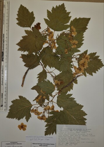 Crataegus mollis var. incisifolia