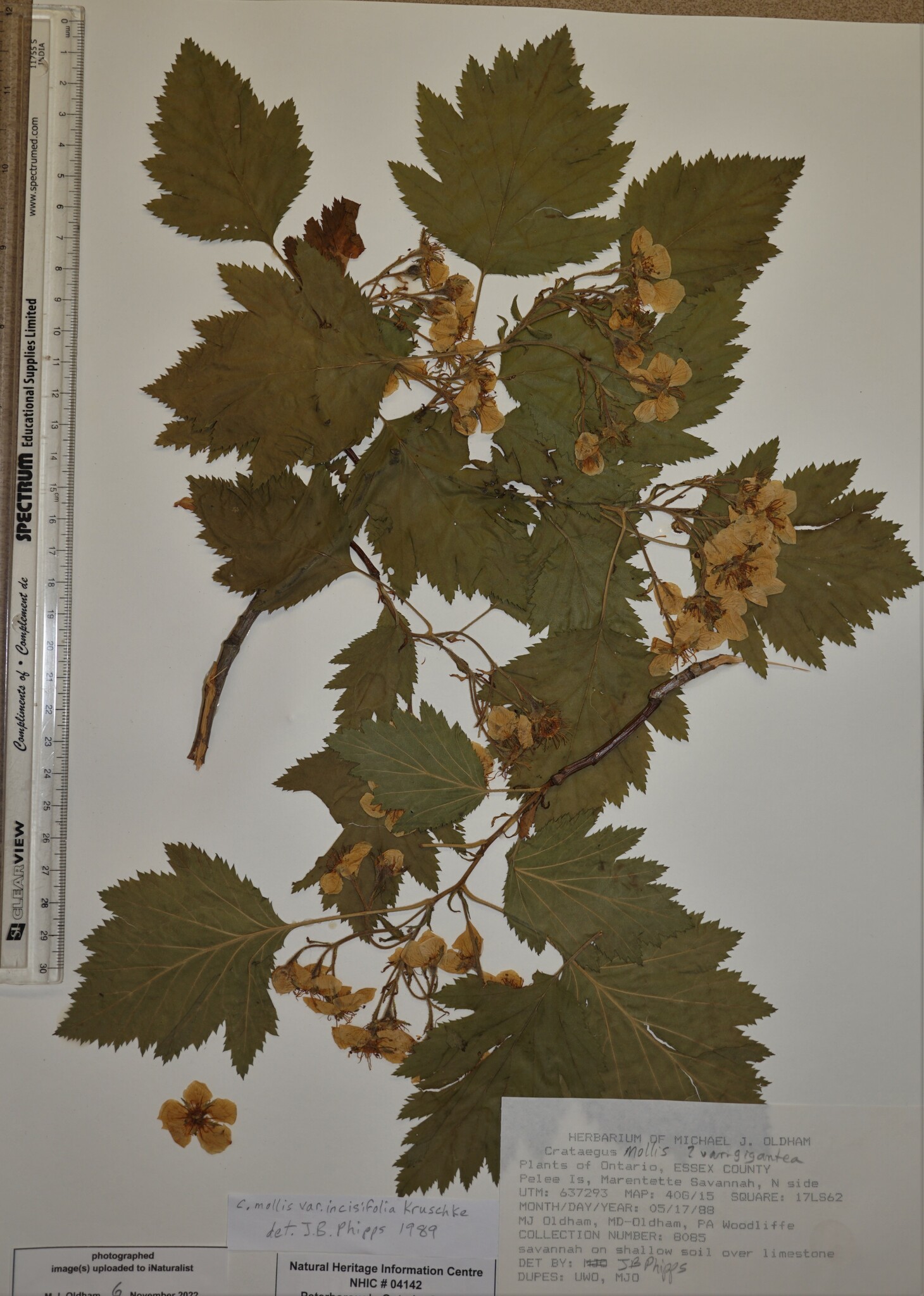 Crataegus mollis var. incisifolia