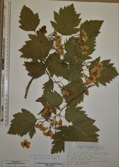 Crataegus mollis incisifolia
