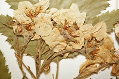 Crataegus mollis incisifolia