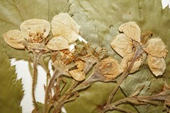 Crataegus mollis incisifolia