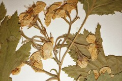 Crataegus mollis incisifolia