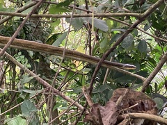 Phrynonax poecilonotus