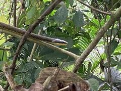 Phrynonax poecilonotus