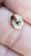 Oxychilus draparnaudi