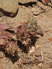 Pleurophora pusilla