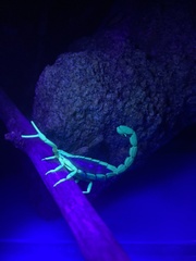 Uroplectes olivaceus