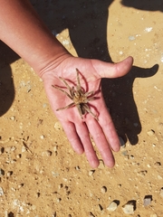 Grammostola