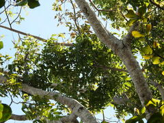 Brosimum alicastrum
