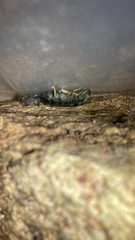 Uroplectes olivaceus