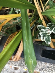Ophiomyia kwansonis